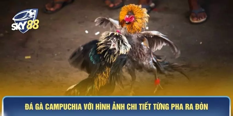 Đá gà Campuchia với hình ảnh chi tiết từng pha ra đòn 