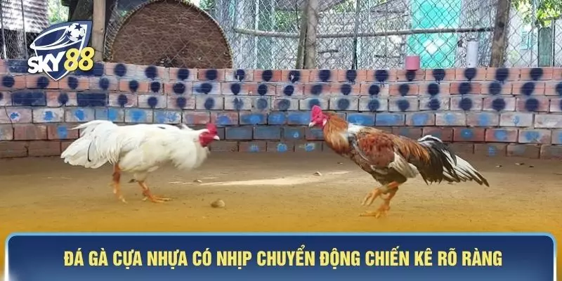 Đá gà cựa nhựa có nhịp chuyển động chiến kê rõ ràng