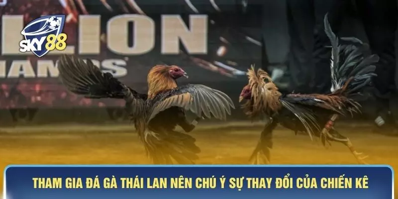 Tham gia đá gà Thái Lan nên chú ý sự thay đổi của chiến kê